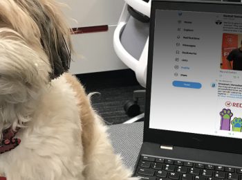 Dog sitting next to a laptop