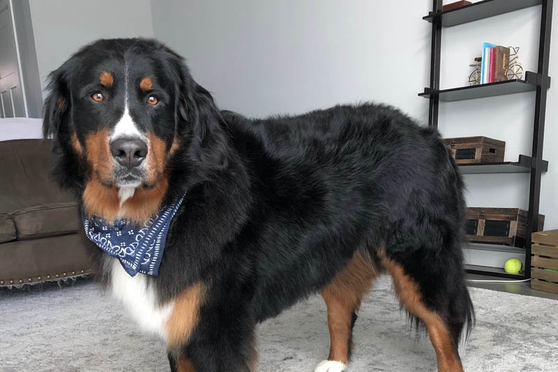 Tucker, bernese mountain dog - Dog Photo Contest