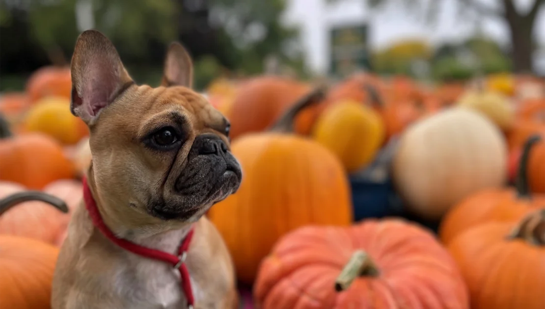 Dog with pumpkins